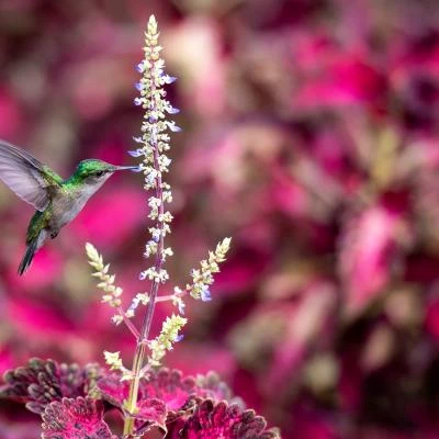 colibri martinique