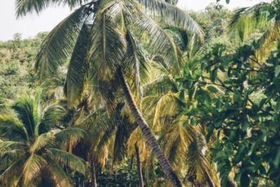 Plage Martinique